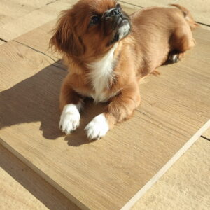 Forest bronze Atem 20 mm gatunek I