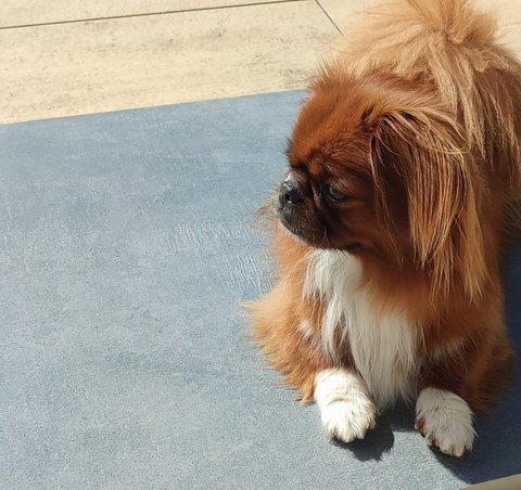 Atem Manchester schwarz I gatunek