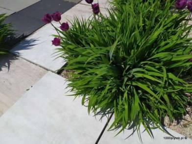 Gres tarasowy ATEM Beton Blanco 2 cm jasny beton